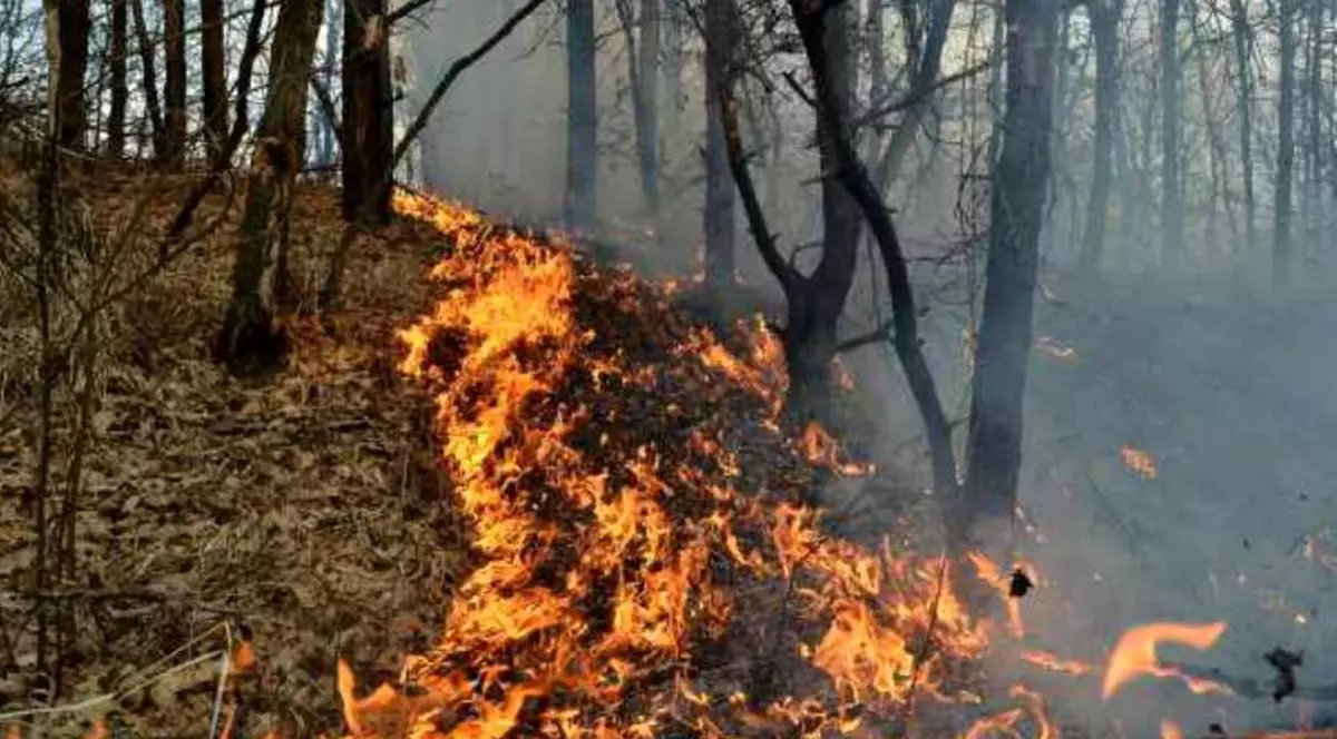 Incendiu în pădurea de pe Tâmpa, de la o ţigară nestinsă. Apelul făcut de autorități