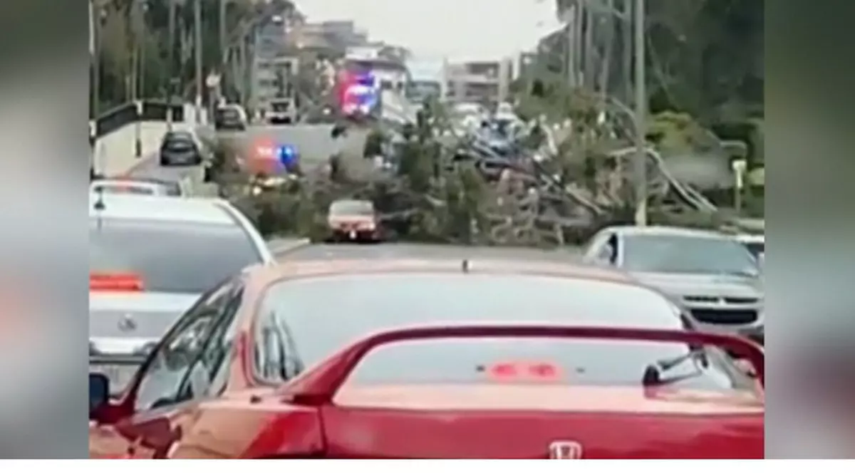 Patru persoane au fost rănite de un pom care s-a prăbușit pe o autostradă din Australia