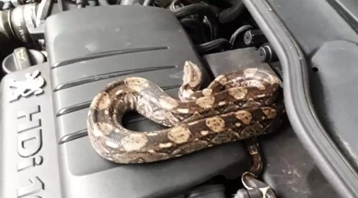 Un boa constrictor, descoperit sub capota unei mașini din Franța. Este al cincizecelea șarpe de anul acesta