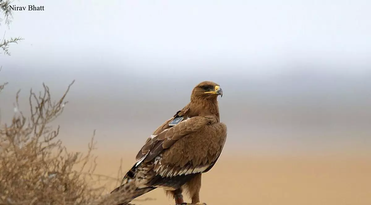 Un vultur de stepă i-a ruinat pe cercetătorii ruși. SMS-urile de localizare au umflat factura de roaming până s-a golit bugetul