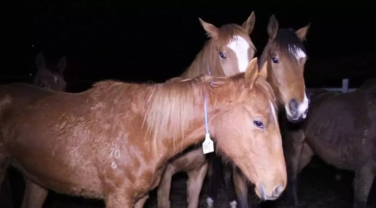Mii de cai de rasă, câștigători de curse de milioane de dolari, torturați și măcelăriți în abatoare. Carnea, procesată în Europa pentru consum uman