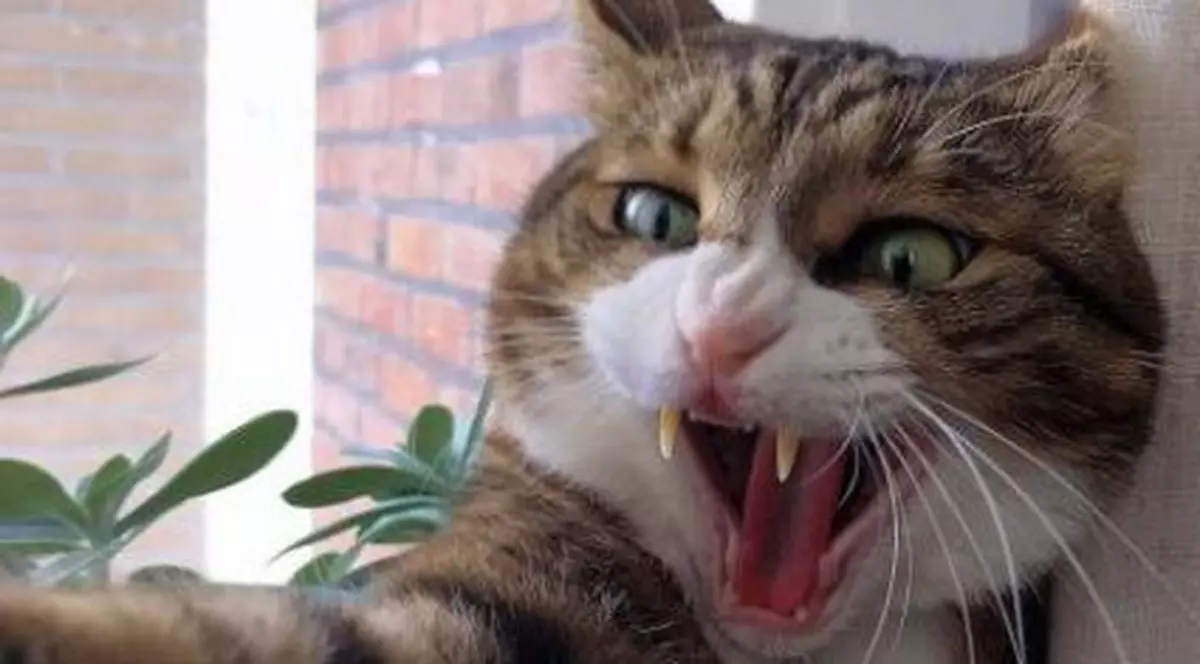 Un rus riscă 5 ani de închisoare după ce s-a îmbătat și a atacat un polițist cu o pisică