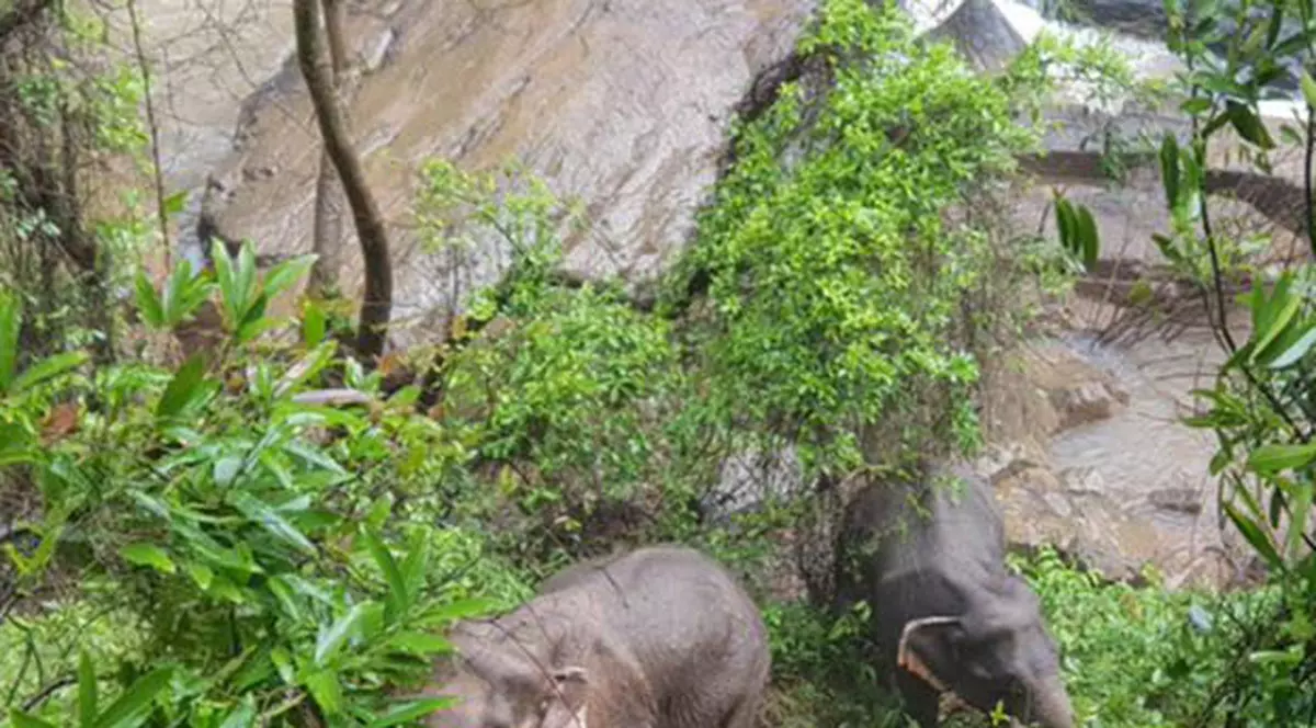 11 elefanți au murit înecați într-o cascadă în timp ce încercau să salveze un pui. Au sărit unul după altul pentru a-și ajuta semenul