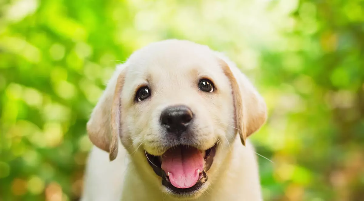 O femeie din Statele Unite a fost împușcată de câinele ei | foto: Shutterstock