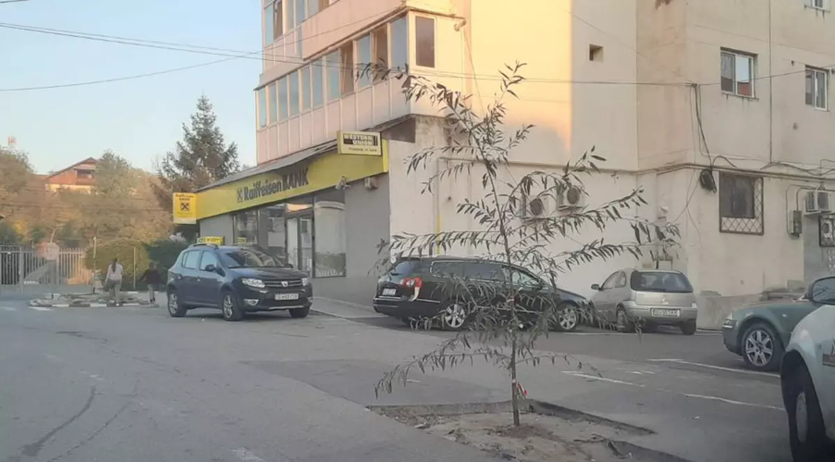 Protest inedit în Gorj: Un șofer a plantat un copac într-o groapă (foto Mediafax)