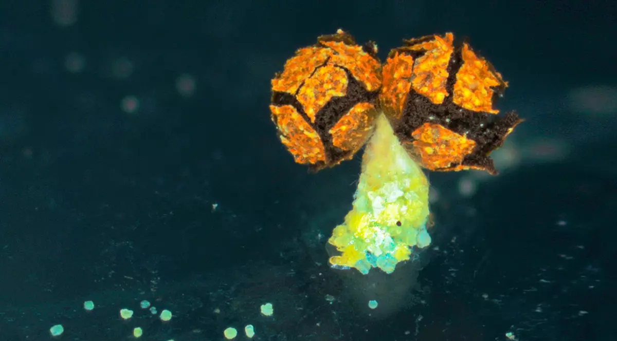 Creatură fără creier și cu 720 de sexe, la Grădina Zoologică din Paris