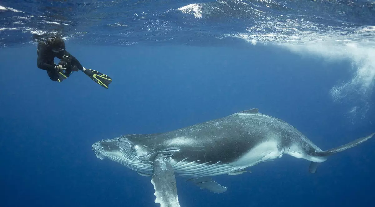 O balenă cu cocoașă a fost văzută în Tamisa. Biologi: ”A făcut o eroare de navigare”