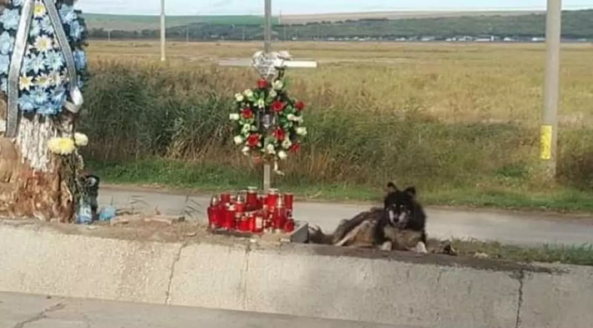 Familia unui tânăr mort într-un accident rutier a adoptat câinile care veghează de două săptămâni crucea din locul în care a pierit fiul lor