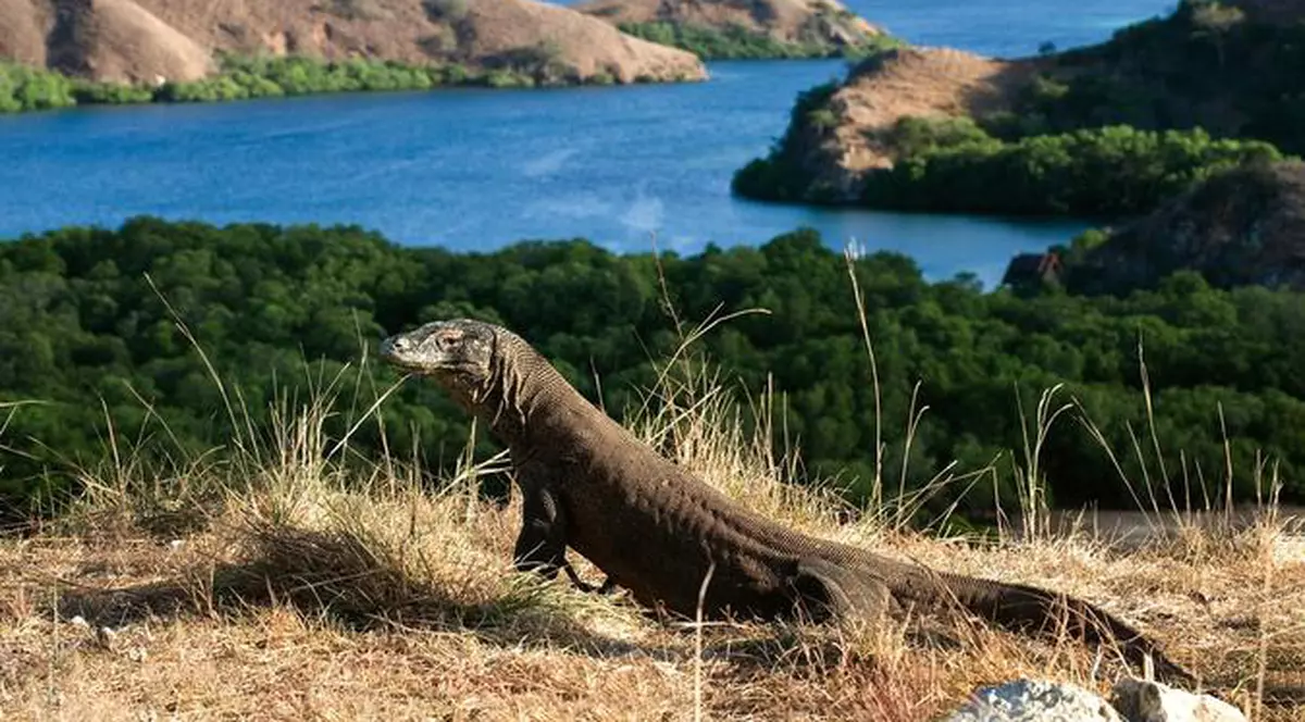 Indonezia nu mai închide insula pe care trăiește dragonul de Komodo, dar mărește de 50 de ori taxa de acces