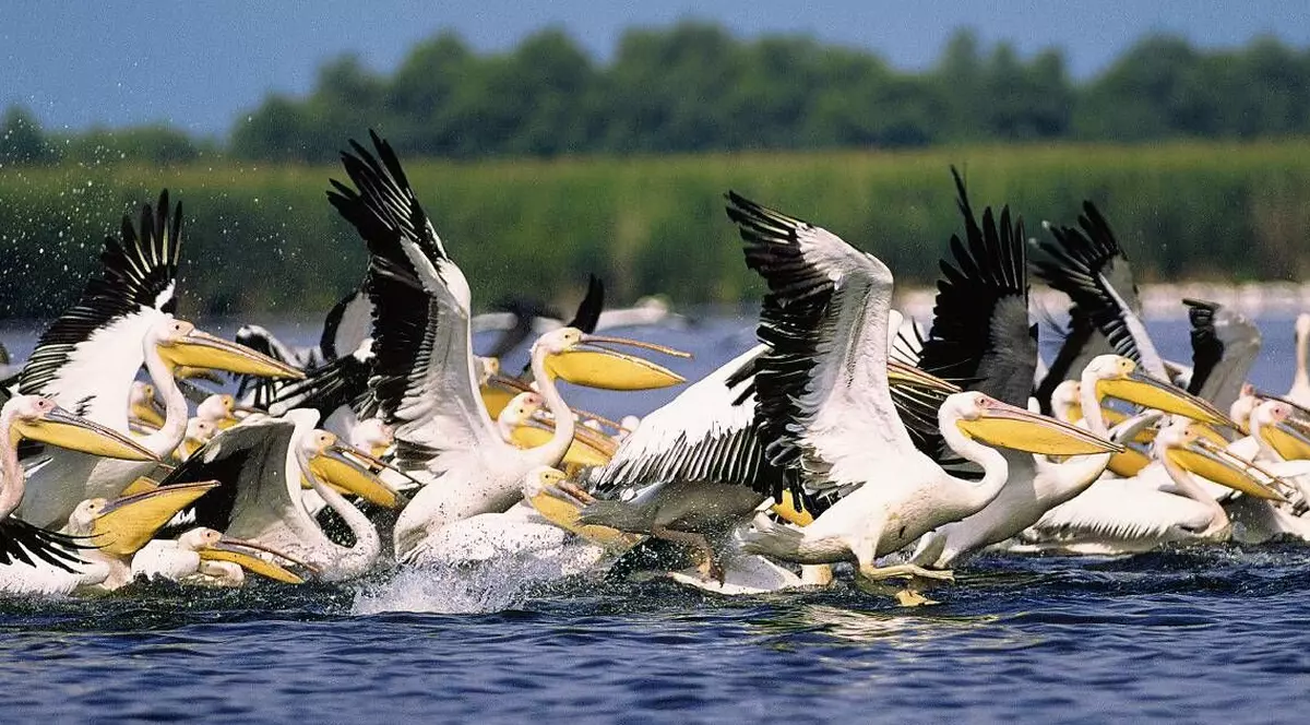 Welcome Early Booking! 5 motive să vizitezi Delta Dunării în 2020! (PUBLICITATE)