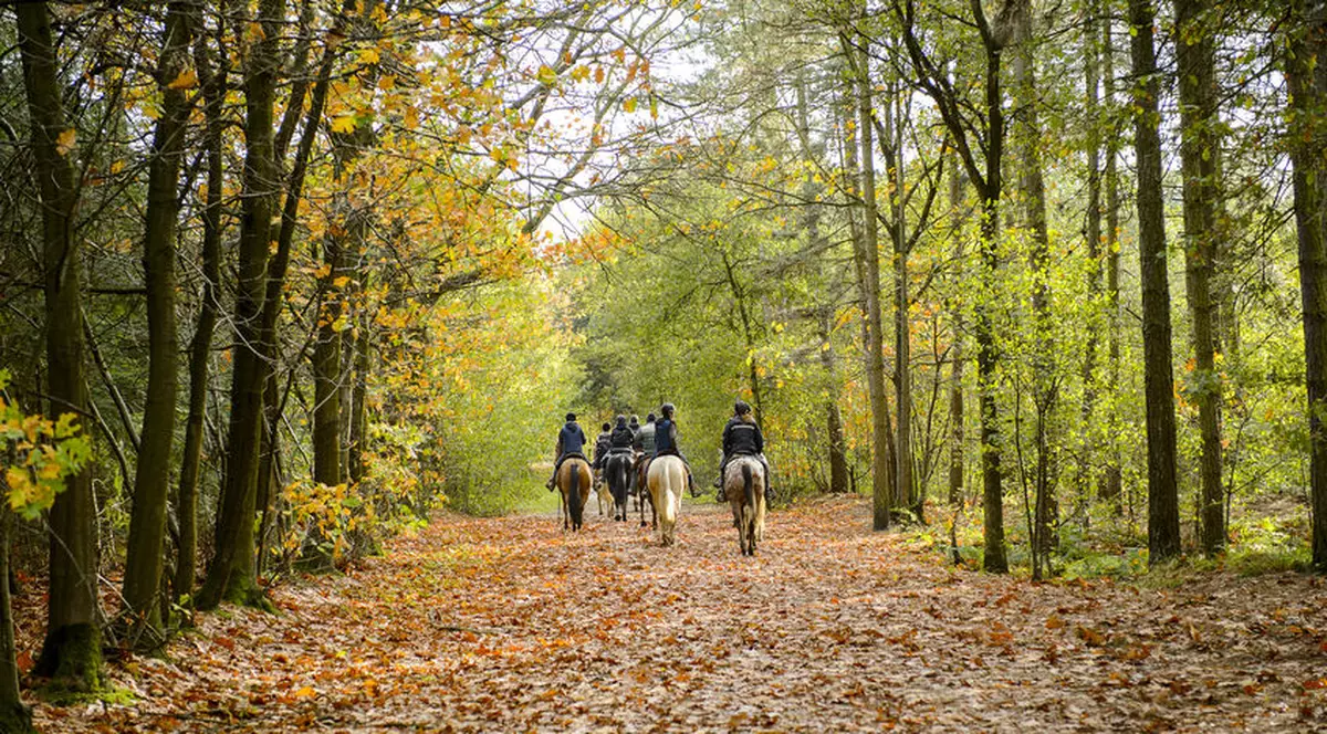 O parte din Pădurea Băneasa ar putea deveni parc. Proiectul Primăriei Capitalei, criticat: „Va distruge pădurea”