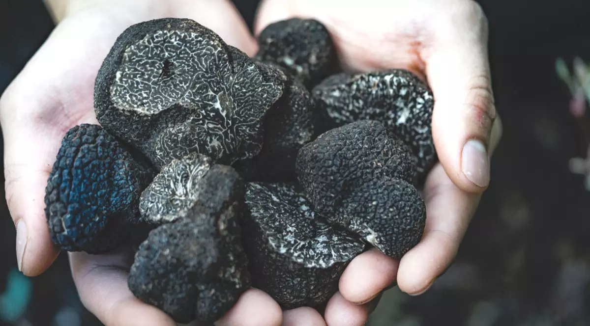 Tată și fiu, atacați cu maceta în timp ce culegeau trufe într-o pădure din Gorj | foto: Shutterstock