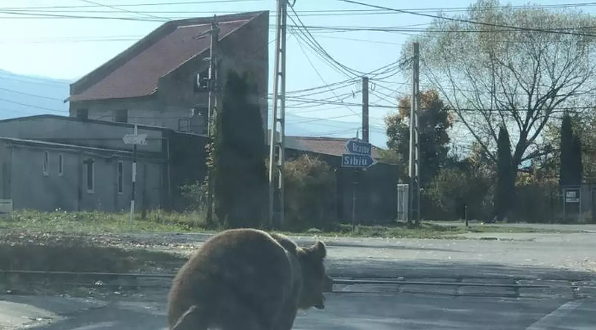 VIDEO| Doi copii și un bărbat, atacați de un urs în județul Brașov. „A sărit direct pe mine”