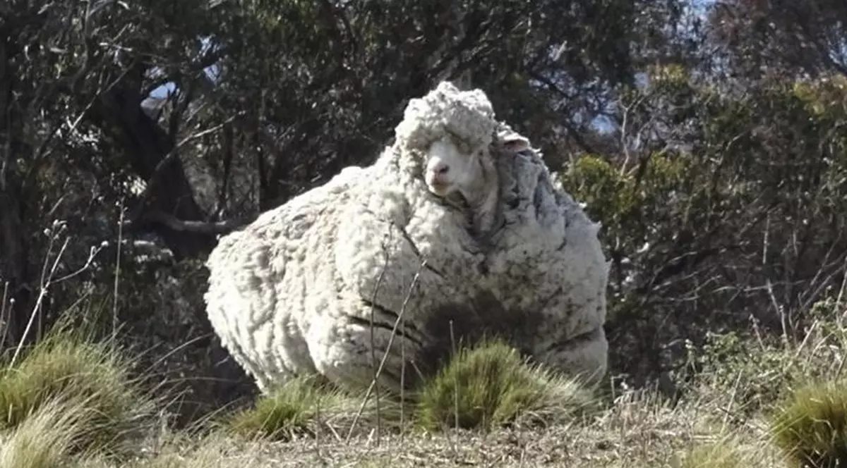 Oaia care a intrat în Cartea Recordurilor pentru blana stufoasă a murit