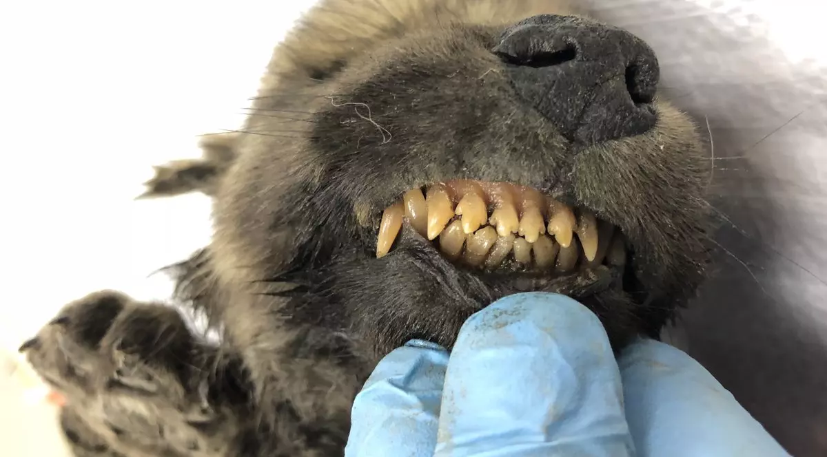 Un animal înghețat de 18.000 de ani naște controverse: Este lup sau câine?