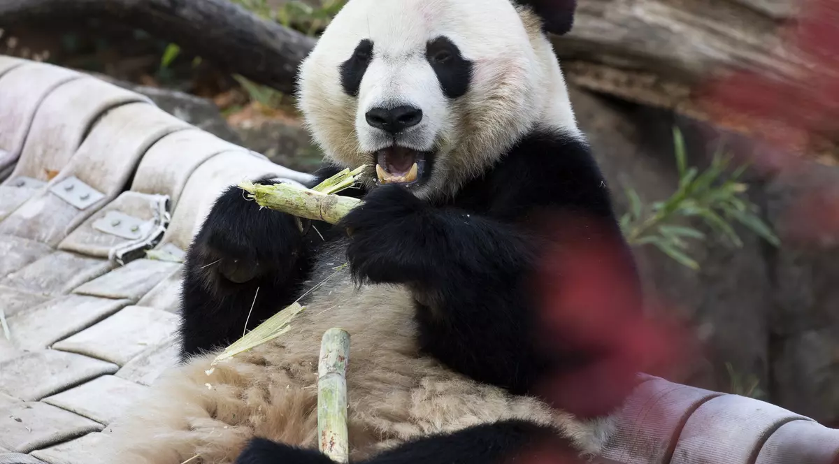 Ursul panda Bei Bei a ajuns din SUA în China, după o călătorie de 16 ore. A fost băgat o lună în carantină