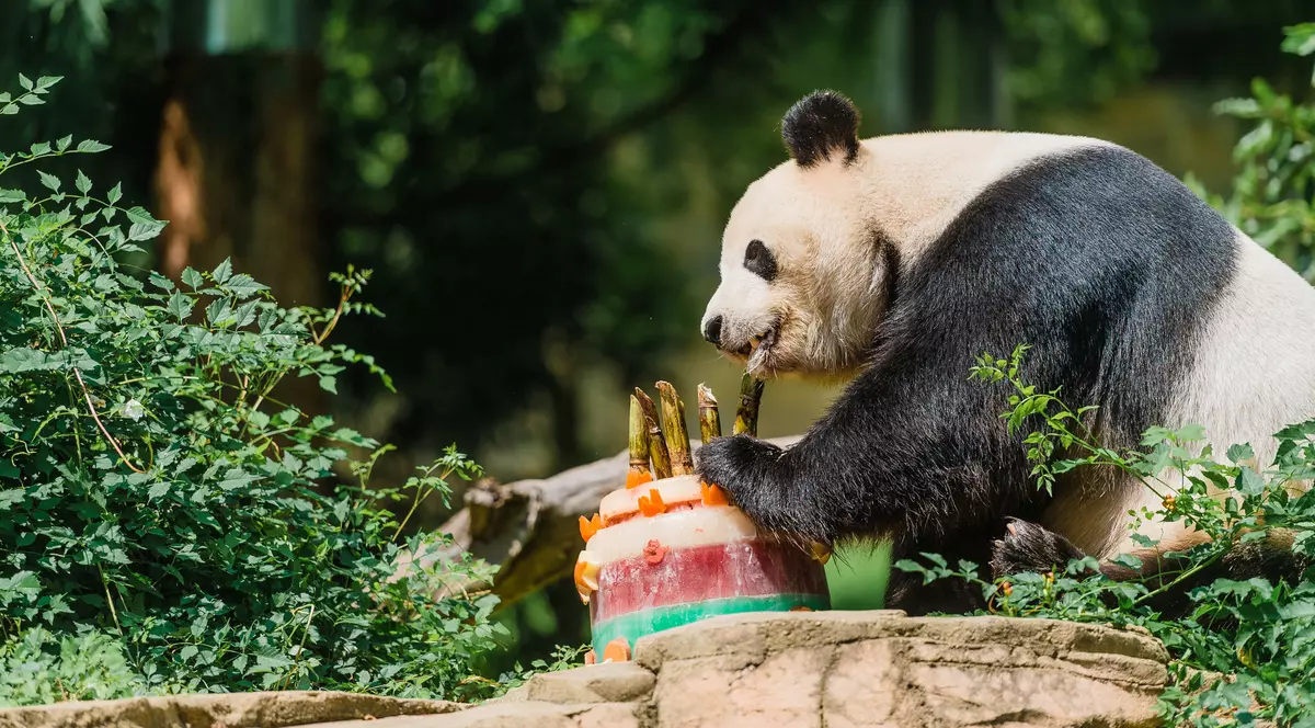 Ursul panda Bei Bei va zbura singur în avion din SUA în China. ”Bagajul”admis la bord: un supraveghetor şi un medic veterinar
