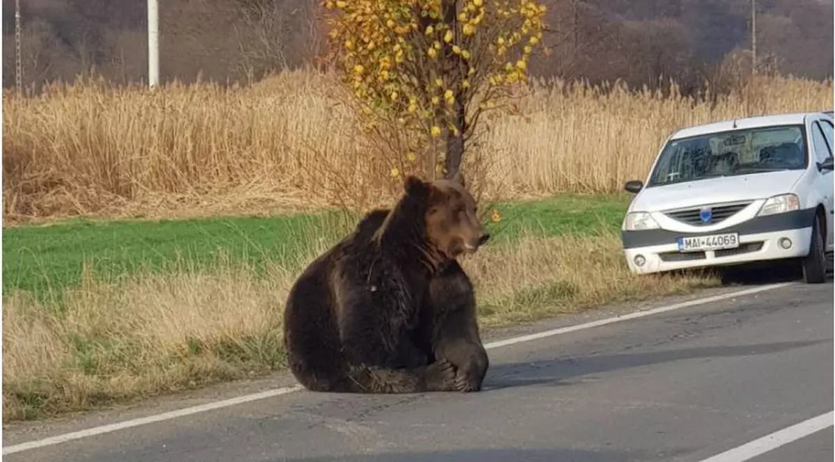 Ședință de urgență la Ministerul Mediului în cazul ursului lovit de mașină și lăsat să agonizeze 18 ore