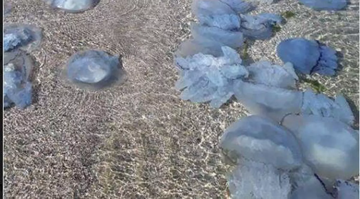 Plaja din Mamaia, invadată de meduze albastre uriașe