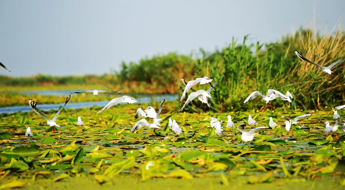 Welcome Early Booking 2020 | Sejur lipovenesc în Delta Dunării de la numai 399 lei!