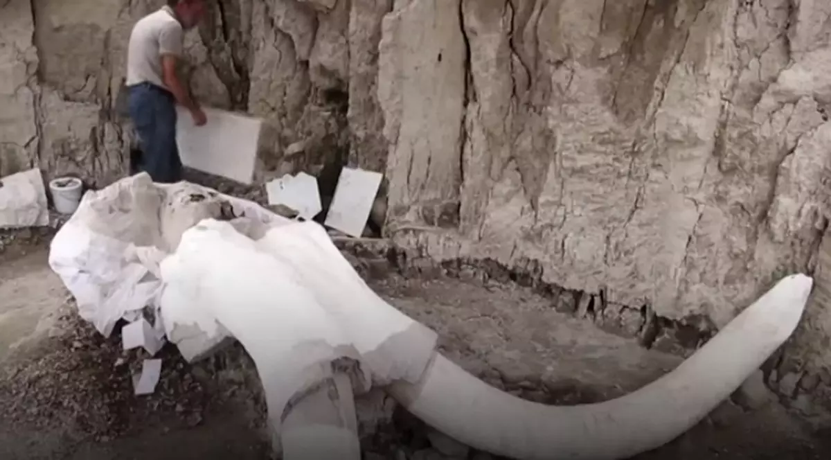 Cum prindeau oamenii mamuții în urmă cu 15.000 de ani. Descoperirea făcută recent în Mexic