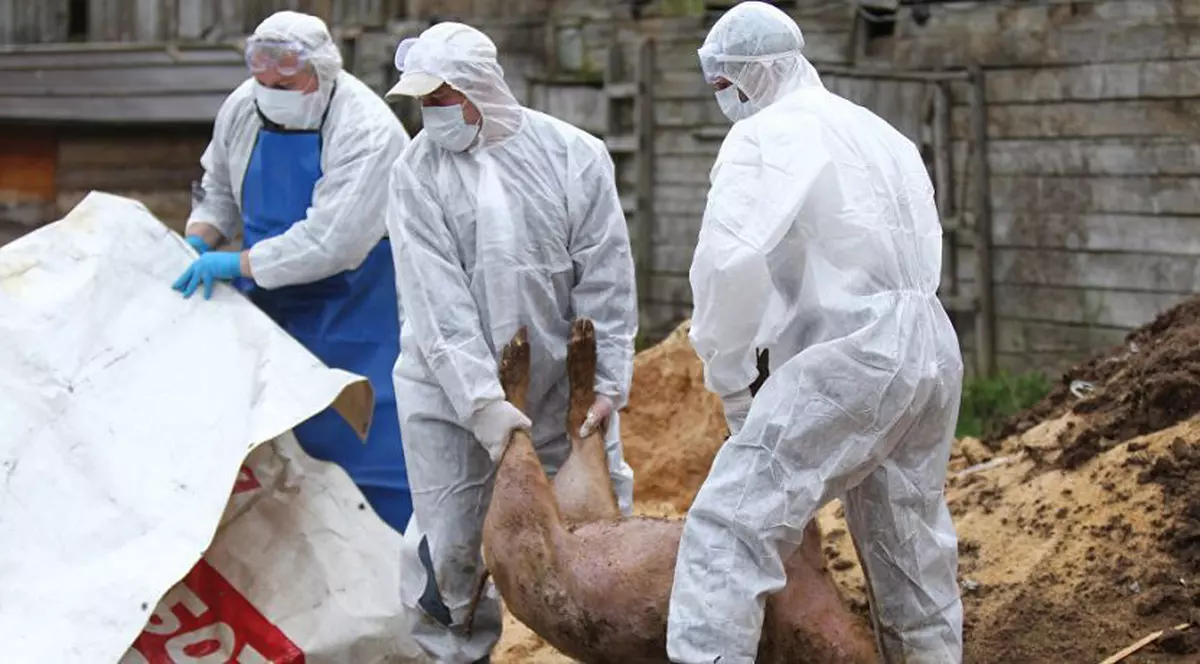 Pesta porcină amenință din nou Vrancea. Șapte porci au fost sacrificați, iar medicii așteaptă confirmarea probelor de laborator