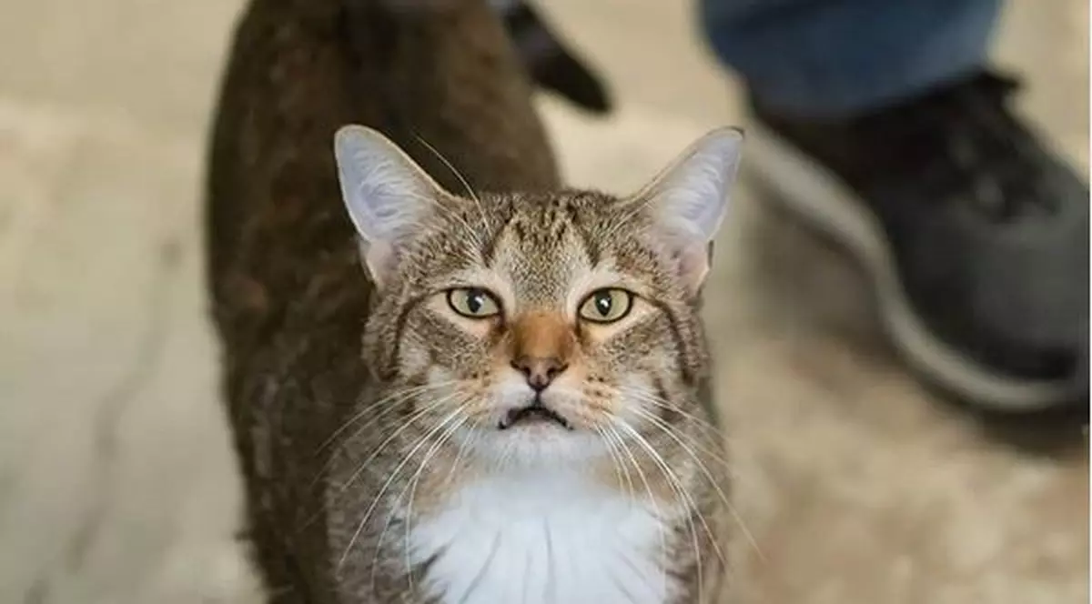 Un motan salvat de pe stradă și dus la un adăpost de animale a devenit vedetă pe internet. Ce făcea felina în timpul nopții