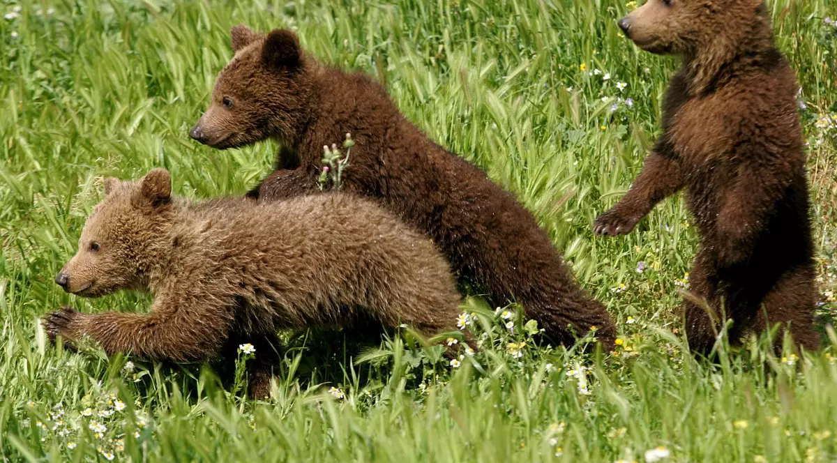 Doi pui de urs au fost loviţi mortal de un tren în Harghita