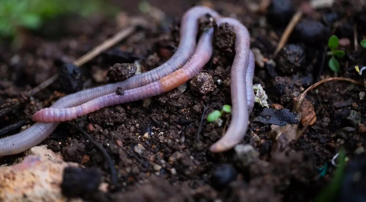 Laurențiu Gâdei, primarul orașului Târgu Bujor din județul Galați, va înființa o asociație pentru a proteja drepturile râmelor.