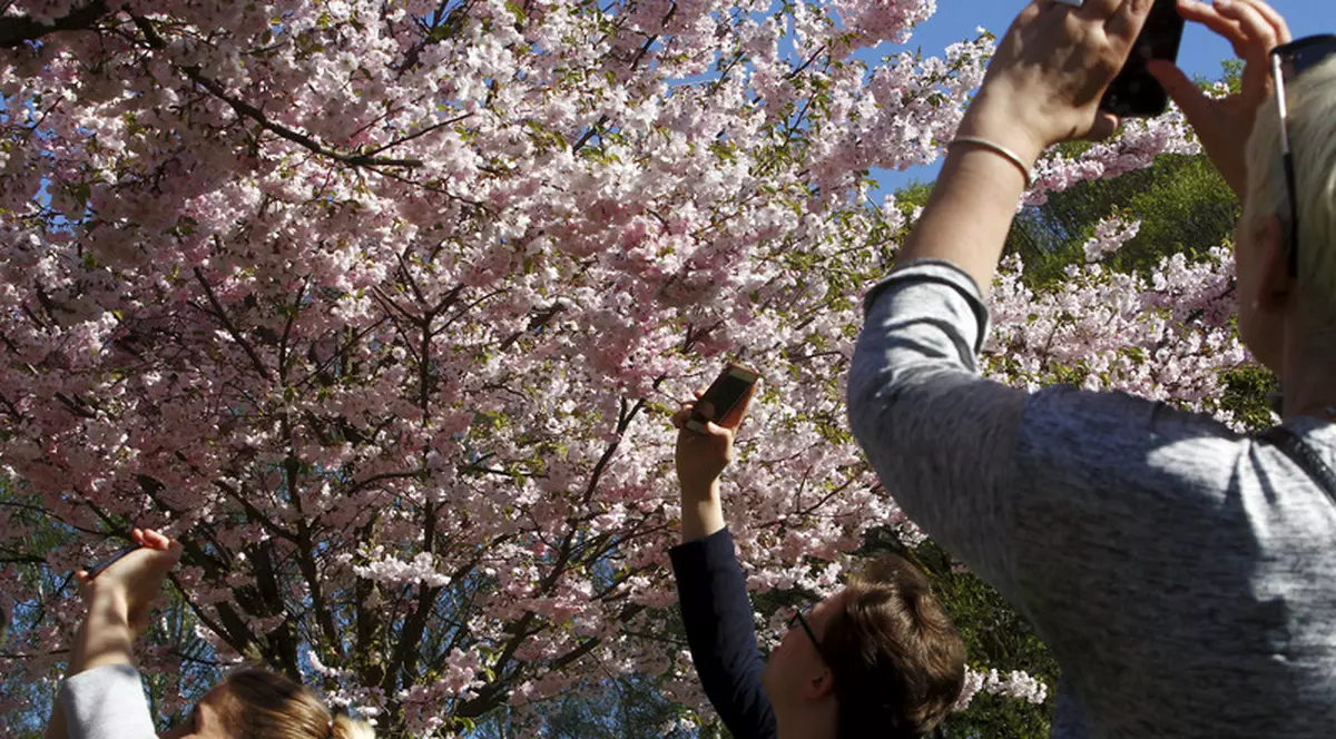 Sărbătoarea înfloririi cireșilor, anulată în Japonia din cauza unui scandal. Premierul e acuzat că și-ar fi adus peste 800 de susținători la festival la un cost uriaș
