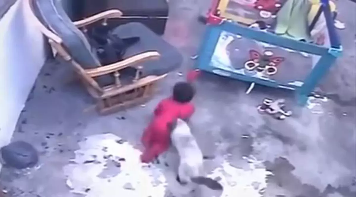 O pisică a salvat viața unui bebeluș. Momentul uluitor a fost filmat (Captură YouTube)