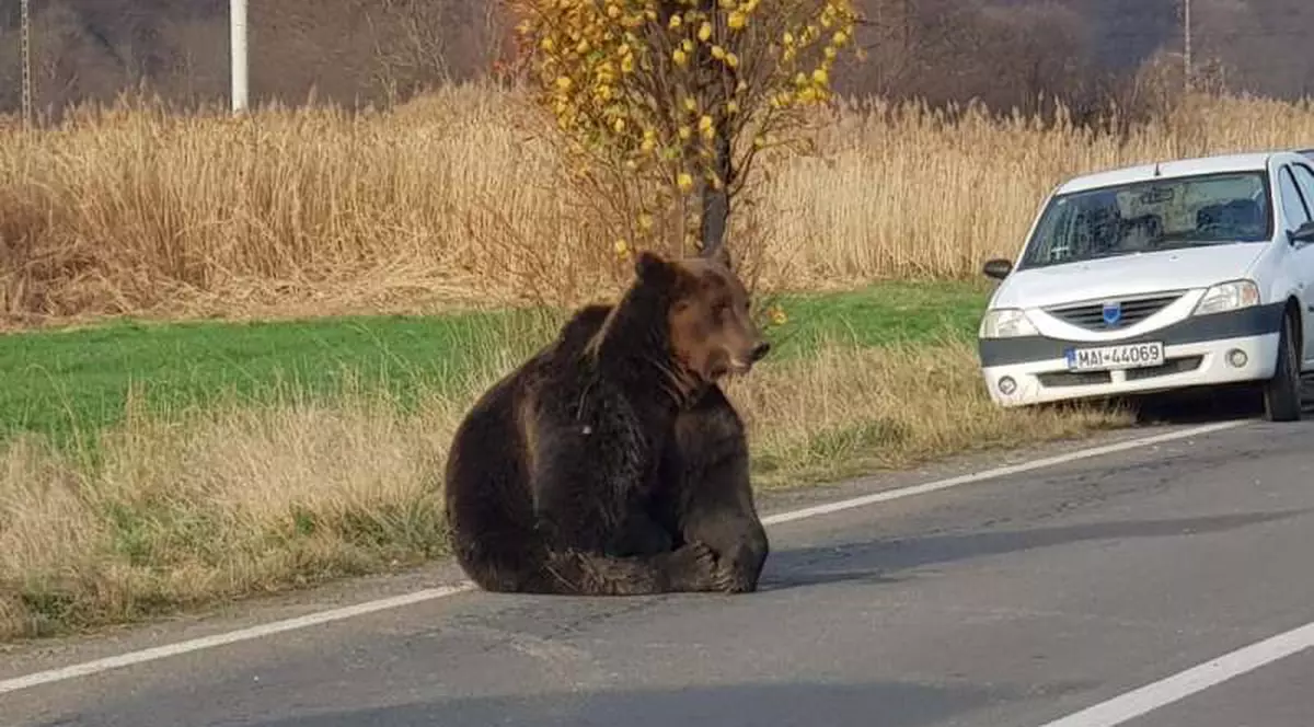 Un urs lovit de o mașină agonizează pe șosea de sâmbătă seara. Jandarmii păzesc zona, iar medicul veterinar nu avea tranchilizante