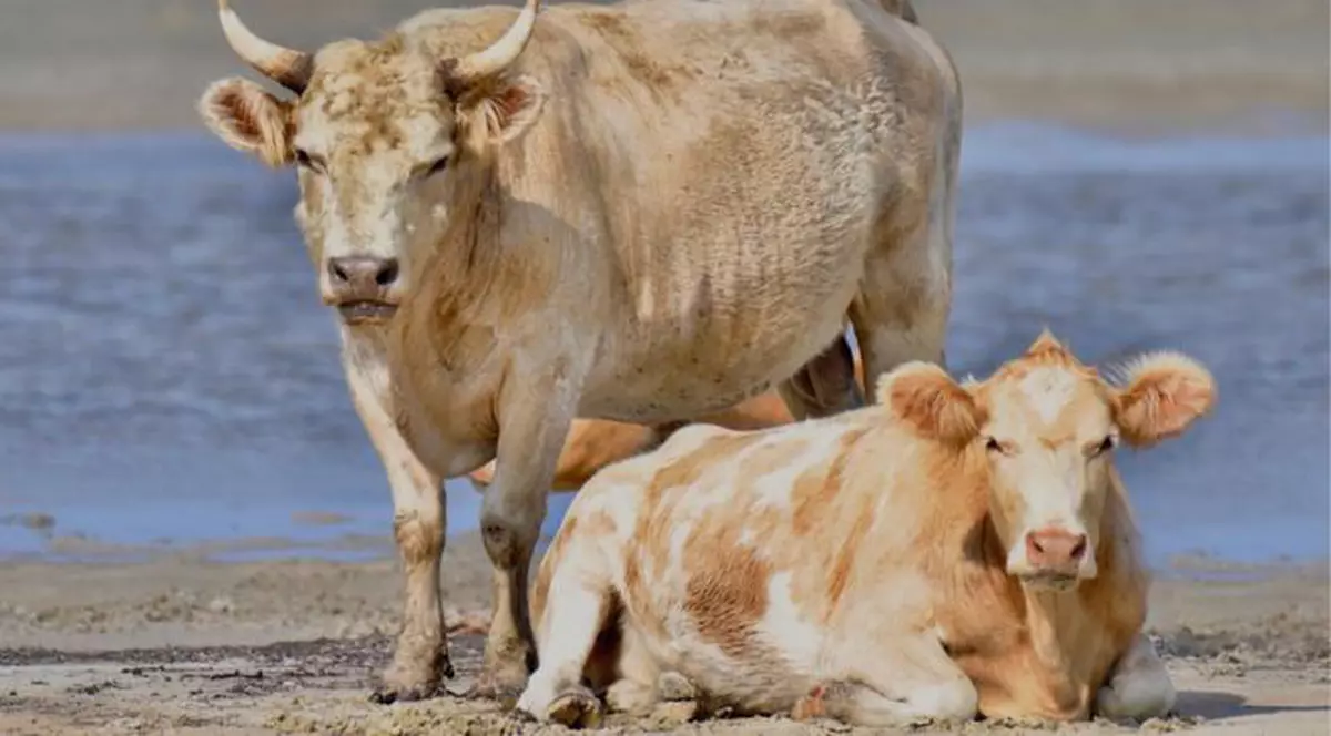 Vaci luate de ape în timpul uraganului Dorian au fost găsite în viață după mai multe luni