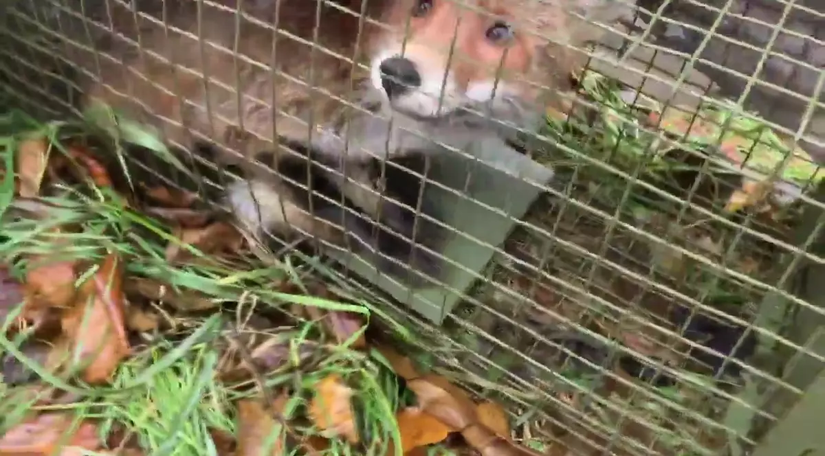 VIDEO Vulpea filmată în București a fost prinsă. Animalul sălbatic a hoinărit printre blocuri