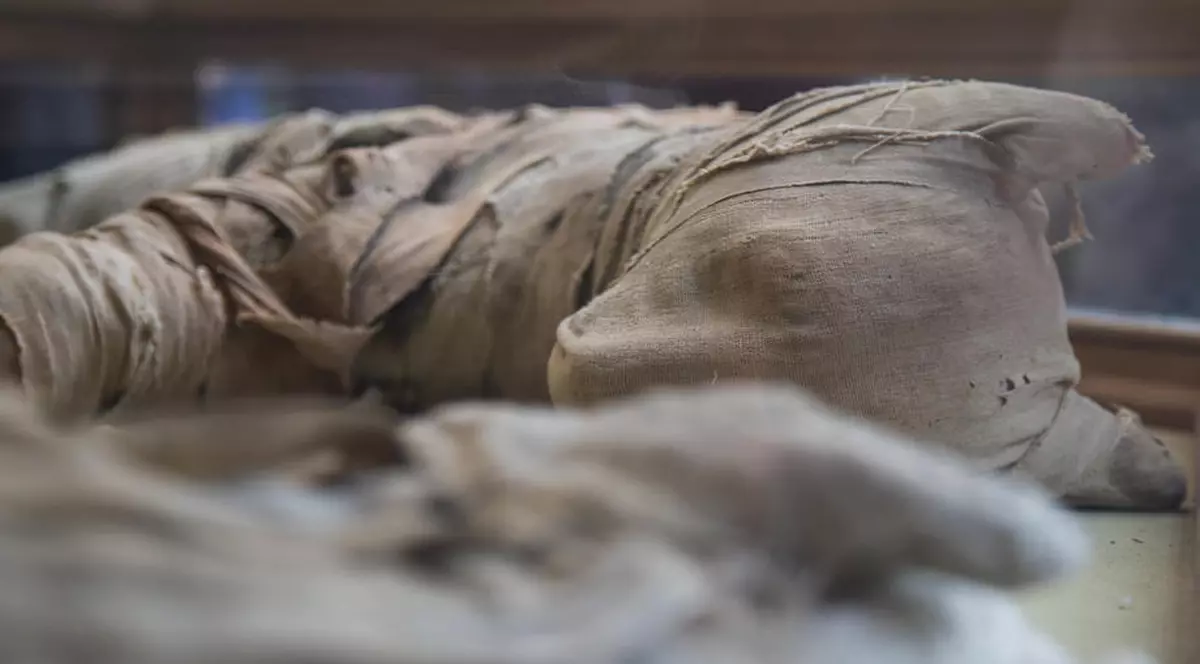 Expoziție de animale mumificate. Vechii egipteni mumificau și leii