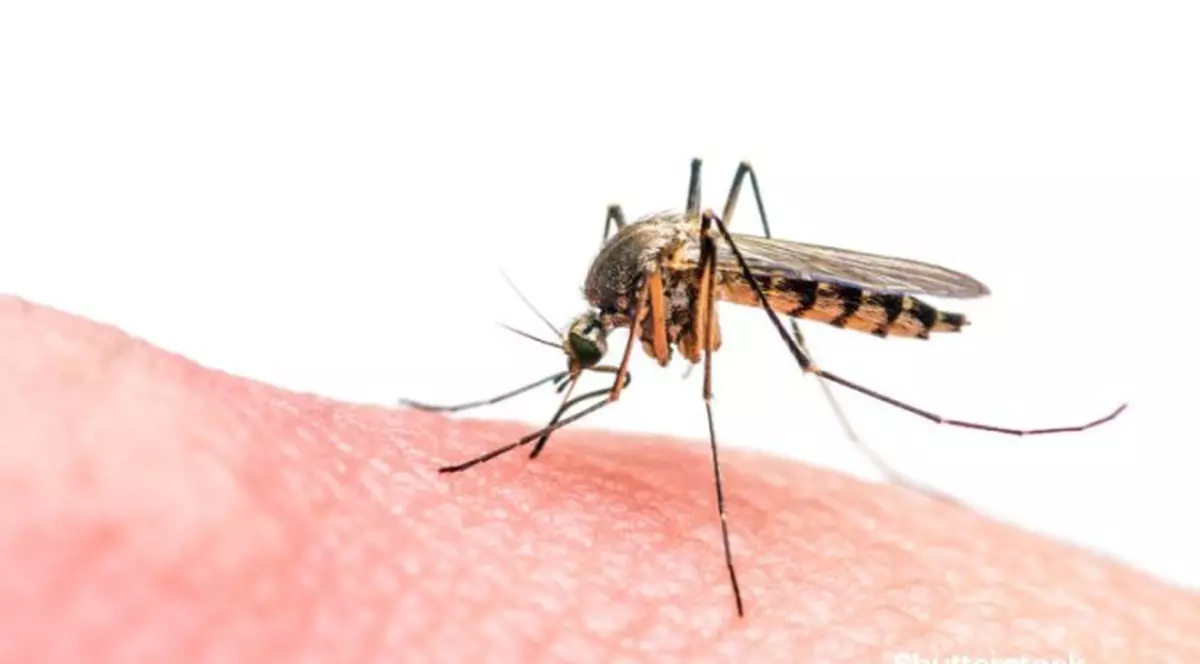 Primele cazuri de infestări cu virusul Zika în Europa de la țânțari de-ai locului! Până acum, boala era „importată” de pe alte continente