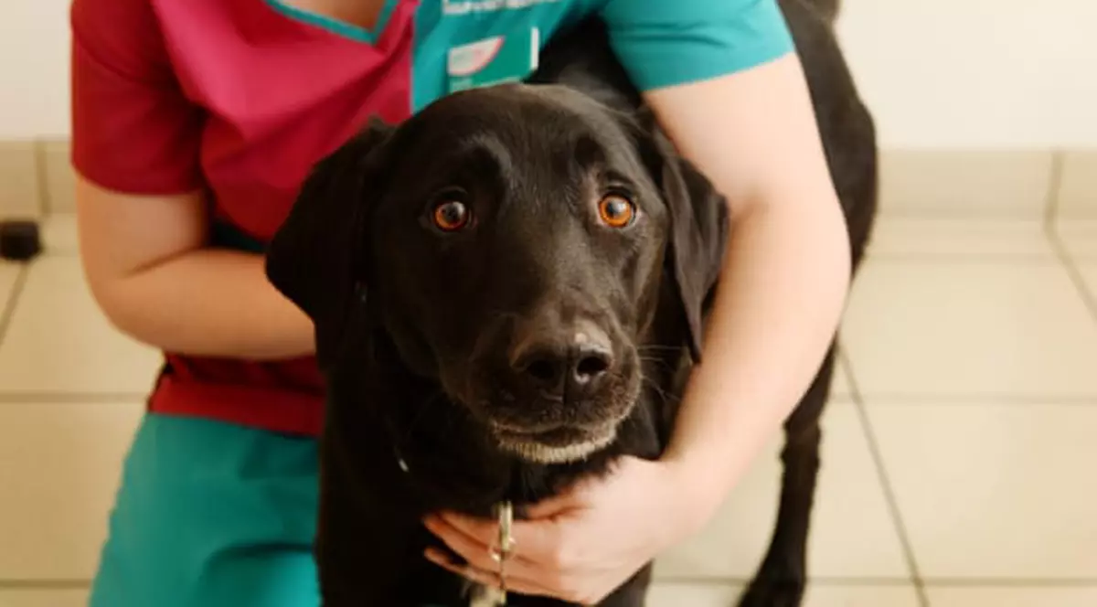 Labrador salvat de doctori după ce a mâncat 34 de decorațiuni de Crăciun legate cu panglici