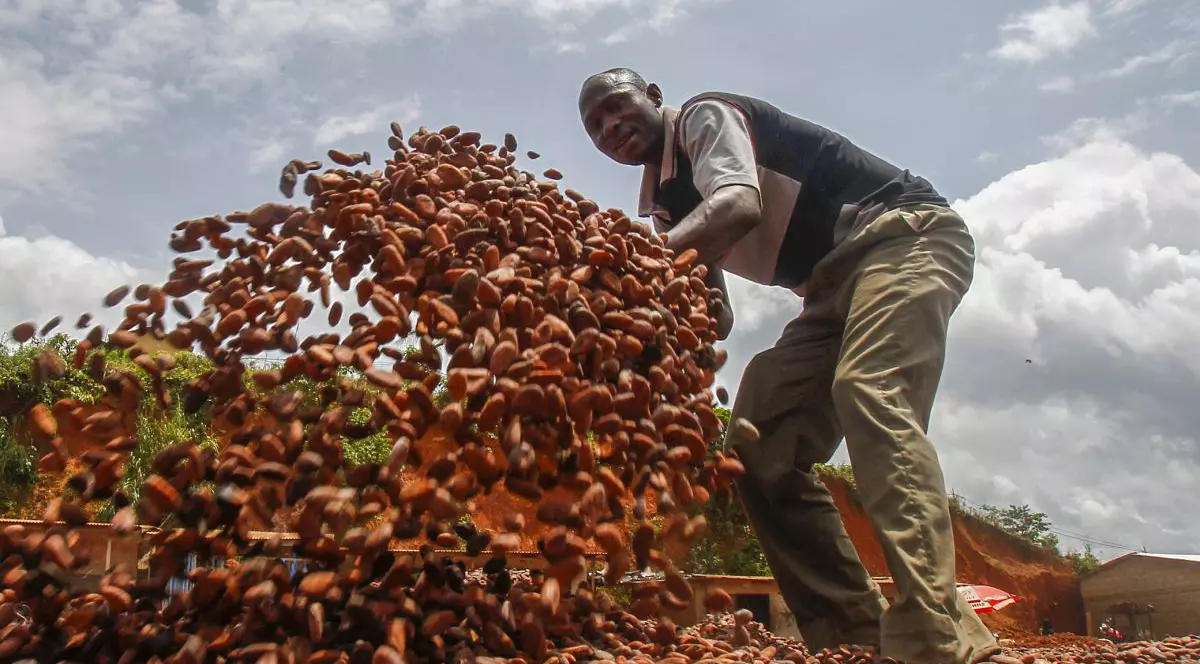 Fermierii din Coasta de Fildeș produc 40% din cantitatea globală de cacao FOTO: EPA