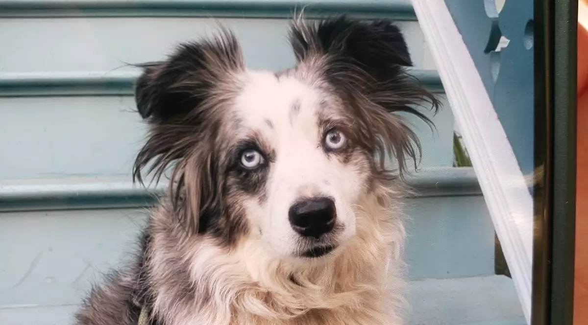 O femeie oferă o recompensă de 7.000 de dolari pentru câinele care i-a fost furat