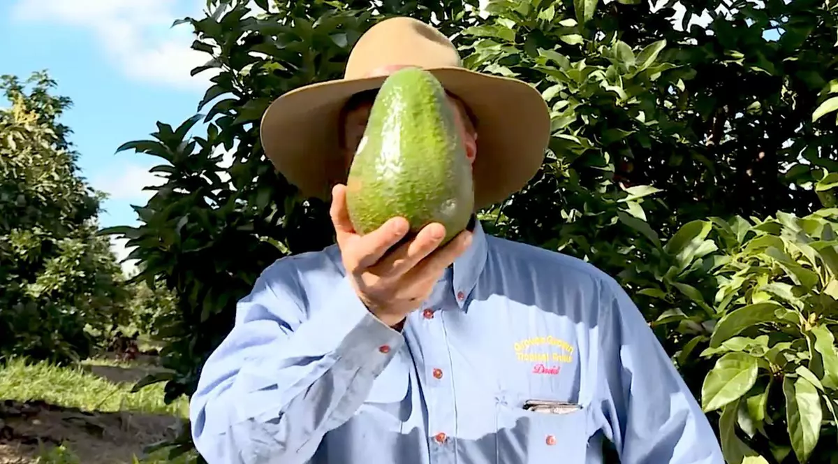 Războaiele avocado-ului. Cât sânge curge în Mexic pentru un mic dejun sănătos în Europa