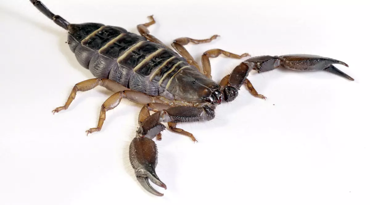 O femeie a fost înțepată de un scorpion în avion