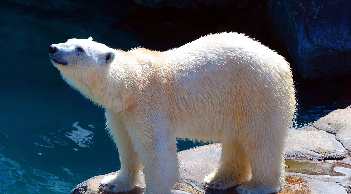 Imagini revoltătoare cu un urs polar cu blana vopsită cu negru. Mesajul ciudat inscripționat