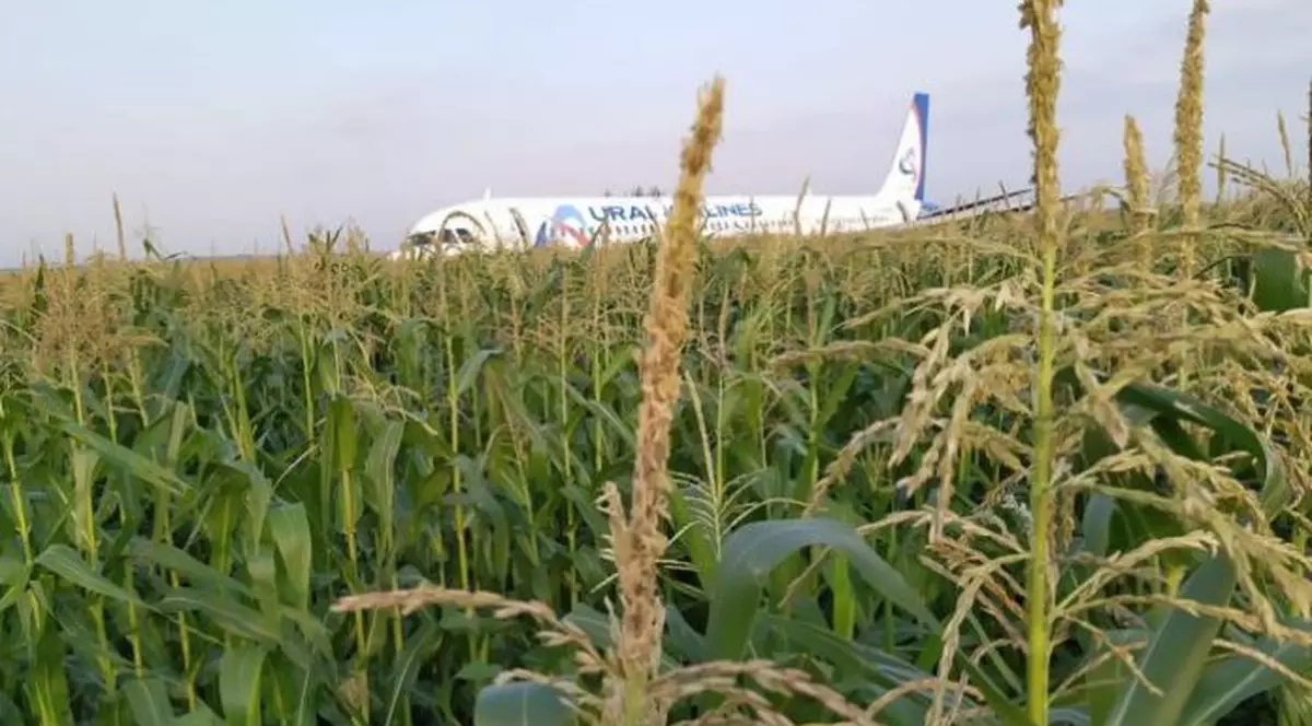 Un avion privat a aterizat într-un lan de porumb!