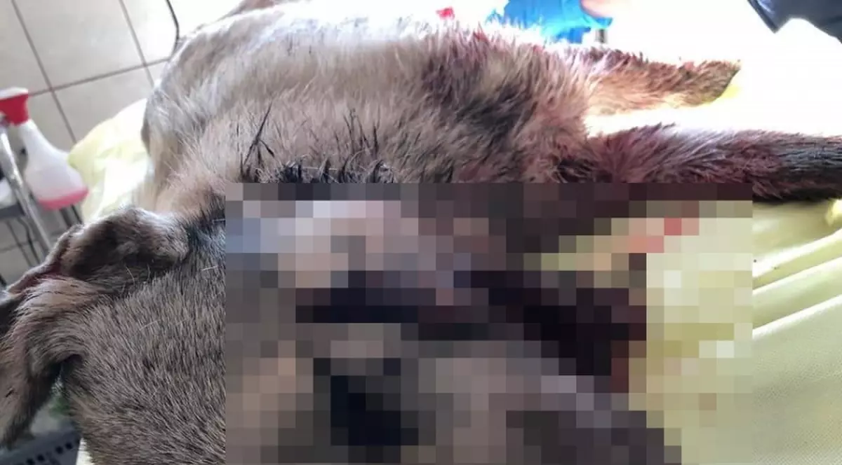 Caz șocant la Galați: un câine a fost împușcat în gură