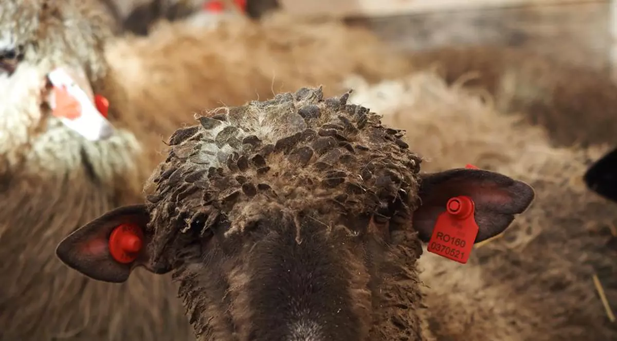 Oile care au supraviețuit catastrofei navale de la Midia ”au păcălit moartea a doua oară”, spun americanii