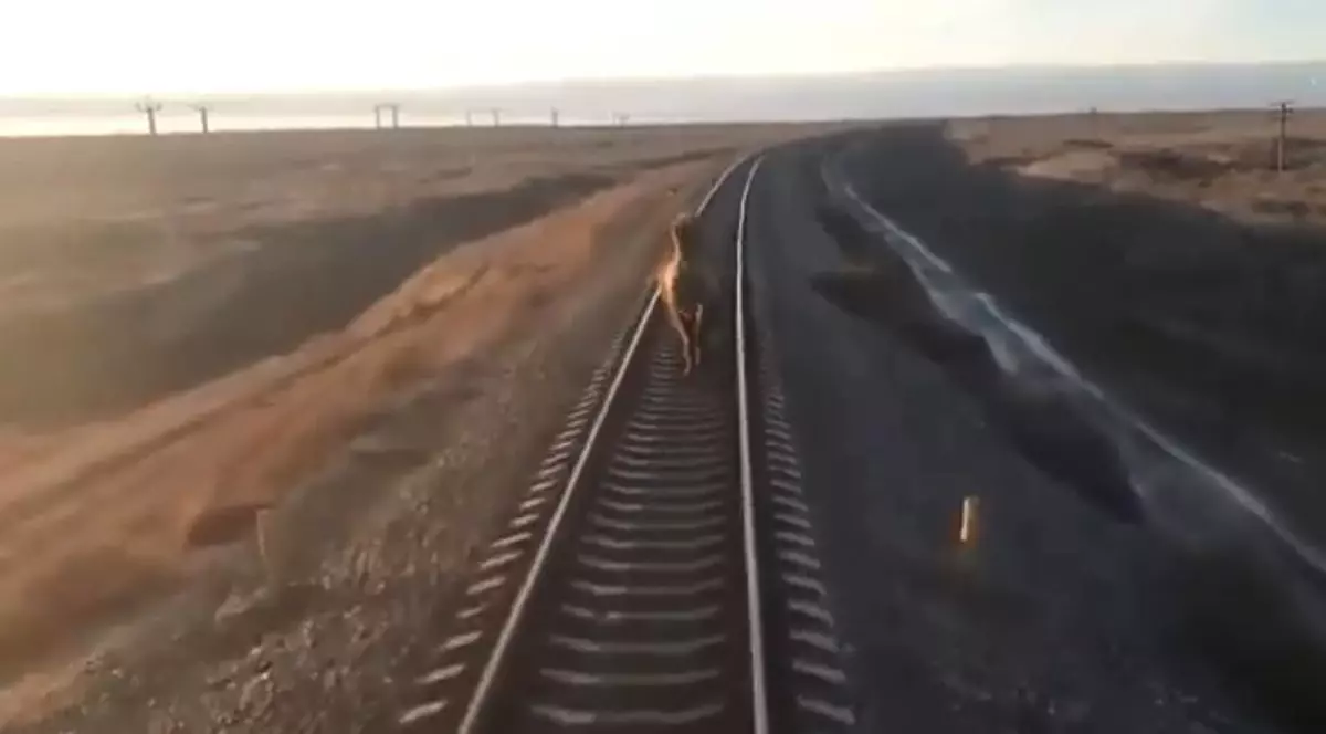 Un tren din Rusia a avut întârzieri de o oră din cauza unei cămile care alerga liniștită pe șine