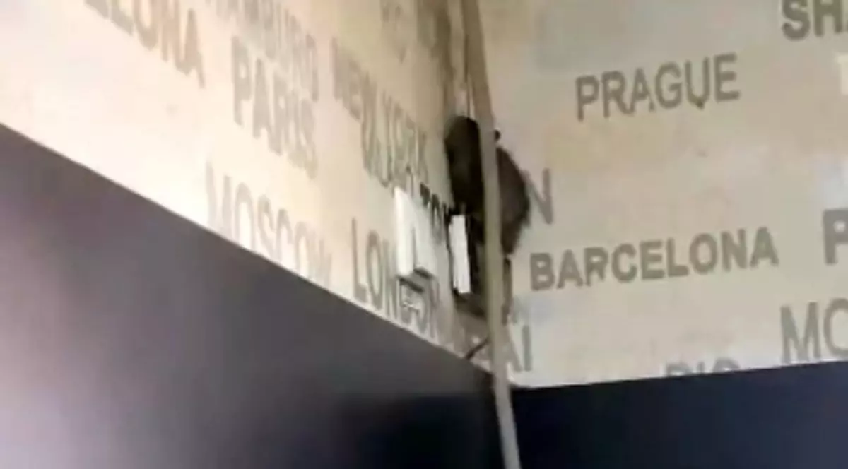 Șobolan filmat plimbându-se pe pereți, într-o cofetărie din Târgu Jiu