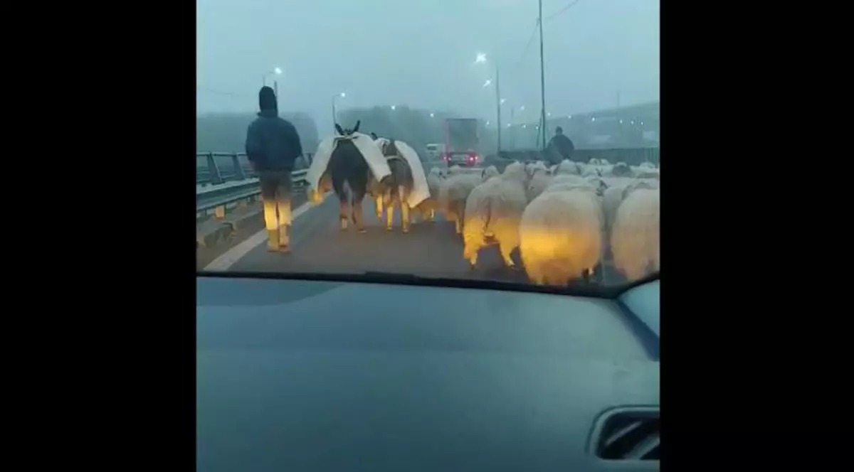 Turmă de oi, filmată pe podul de la Cernavodă. Replica ciobanului când este fil