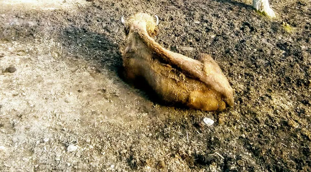 Imaginile cu animalele de la Grădina Zoologică din Reșița au stârnit revoltă pe Facebook: ”Doamne sunt în Lagăr... nenorociții”