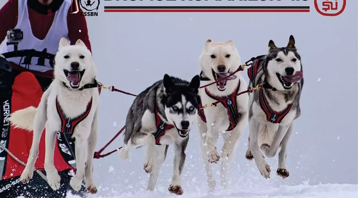 Concurs internațional de sănii trase de câini, în Pasul Tihuța